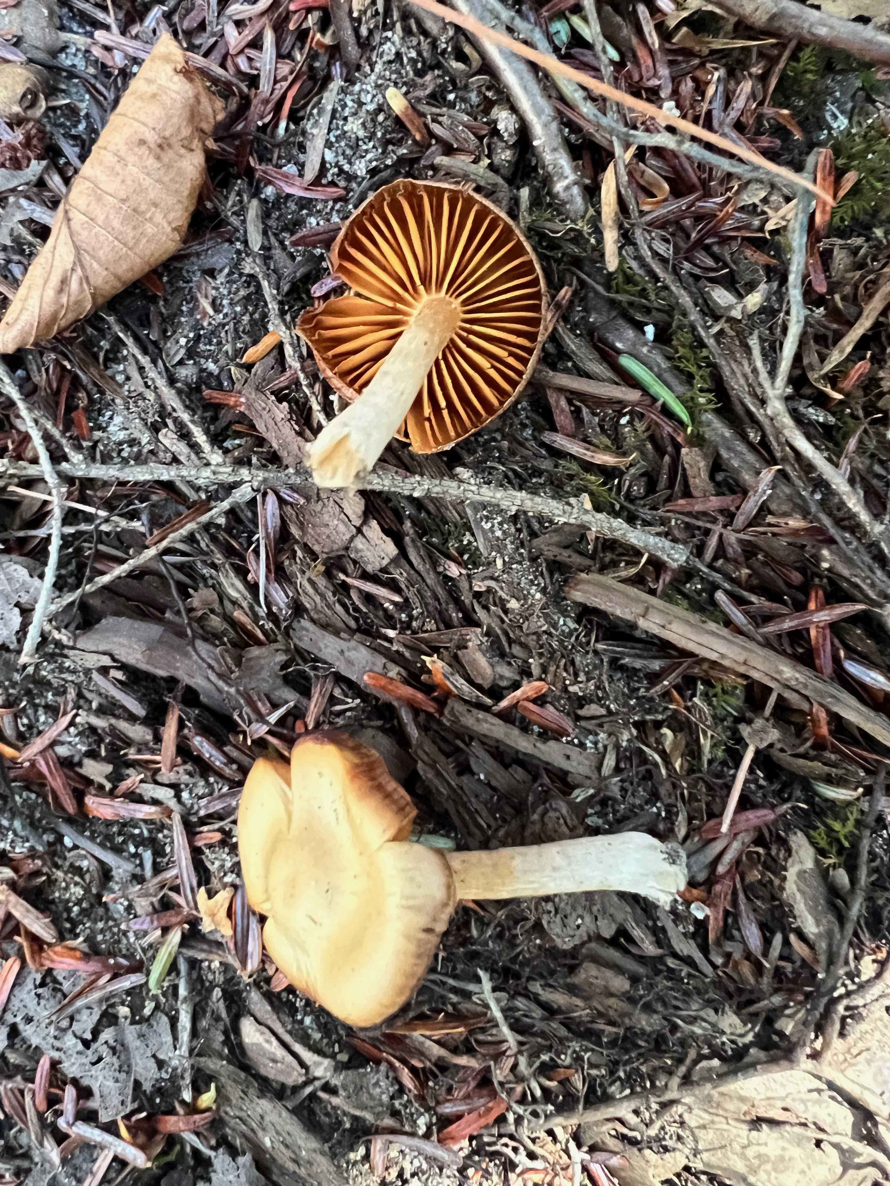Humidicutis marginata
